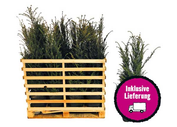 15 x Eibe FloraSelf Taxus baccata H 100-125 cm ClickCo für ca. 6 m Hecke