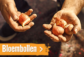 Bloembollen | HORNBACH