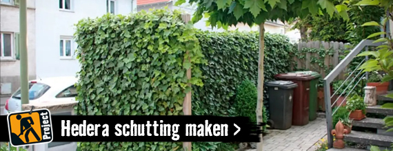 Hedera schutting maken | HORNBACH