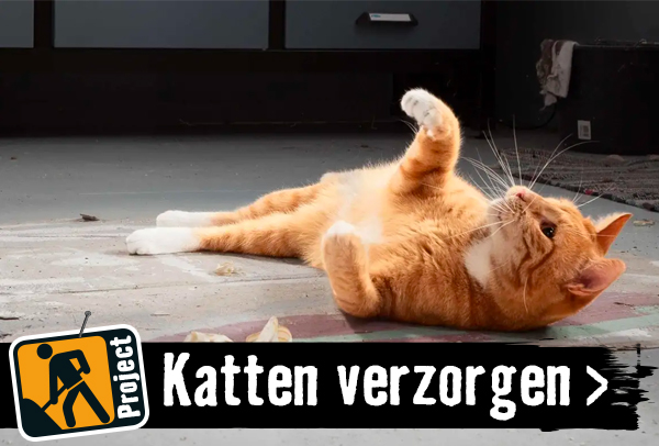 Katten houden en verzorgen | HORNBACH