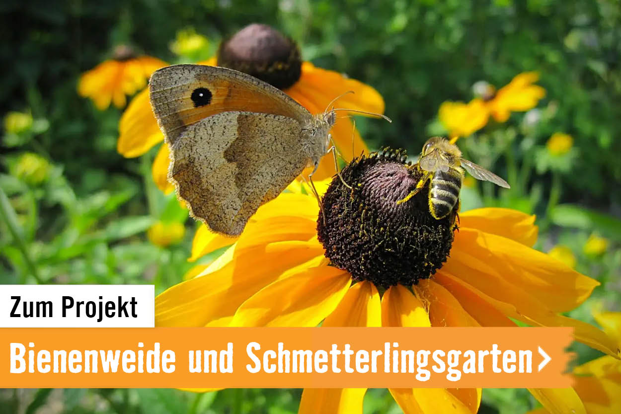 Zum Projekt: Bienenweide und Schmetterlingsgarten