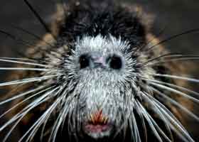 Ich nage gerne B&auml;ume an und lebe im S&uuml;&szlig;wasser und an Land. Wer bin ich? Foto: Fiebke / photocase.de