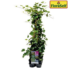 FLORASELF Klimop Hedera hibernica 6st (3) l HORNBACH