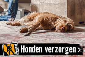 Honden verzorgen | HORNBACH