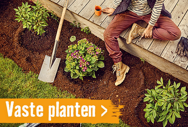 Vaste planten | HORNBACH 