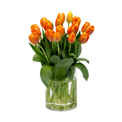 Orange Tulpen