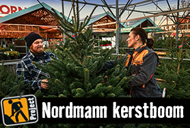 Alles over de echte Nordmann kerstboom | HORNBACH