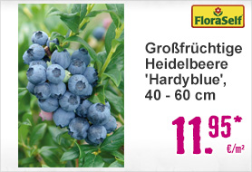 Großfrüchtige Heidelbeere 'Hardyblue', 40 - 60 cm