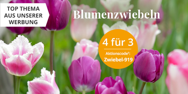 Blumenzwiebeln