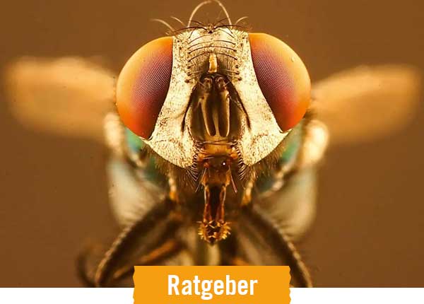 HORNBACH Ratgeber Fliegengitter und Insektenschutz