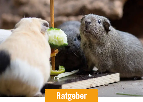 HORNBACH Ratgeber Nagetiere und Kaninchen halten