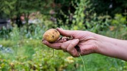  Jetzt auch im Supermarktregal: Kartoffeln mit Schönheitsfehlern © Carsten Koall/Getty Images