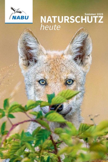 Foto: junger Wolf: Jürgen Borris