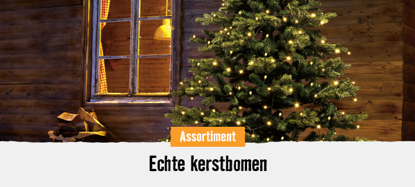 Echte kerstbomen | HORNBACH