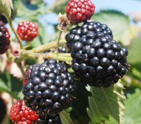 Brombeere 'Asterina'