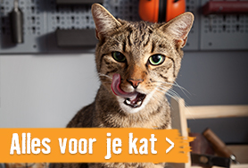 Alles voor je kat | HORNBACH