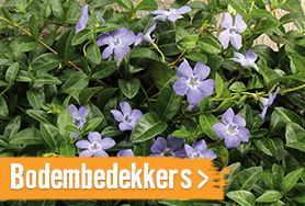 Bodembedekkers | HORNBACH