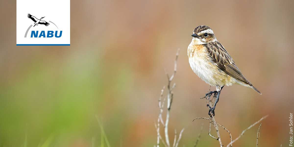 Braunkehlchen – Foto: Jan Sohler