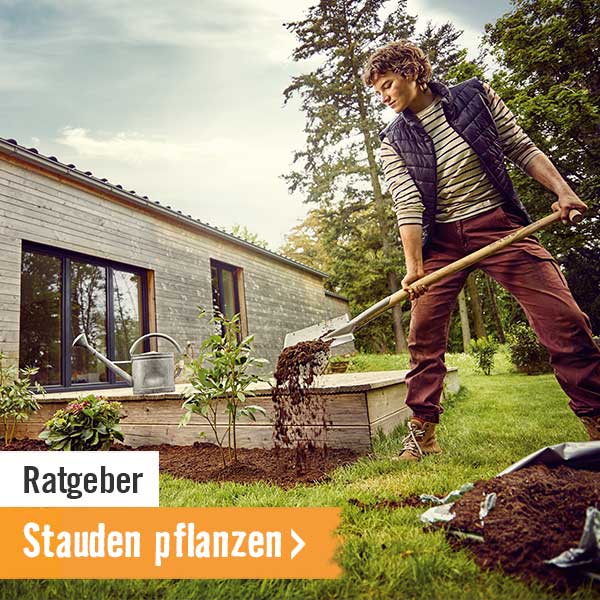 HORNBACH Ratgeber Stauden pflanzen