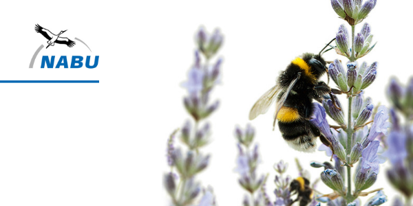 Bald geht es wieder los - die Mitmach-Aktion "Insektensommer" startet am 31.5. - davor bitte noch wählen gehen!