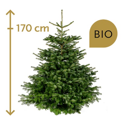 Bio Weihnachtsbaum, 170 cm