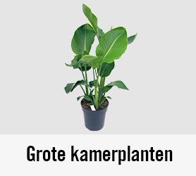 Grote kamerplanten | HORNBACH 