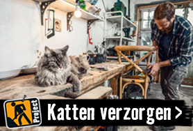 Katten houden en verzorgen | HORNBACH