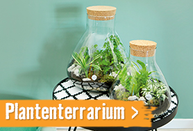 Plantenterrarium | HORNBACH