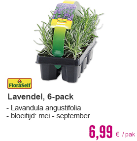 FLORASELF® Lavendel Lavandula angustifolia 6-pack | HORNBACH