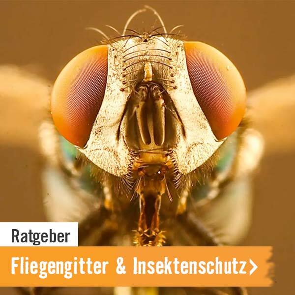 Ratgeber Fliegengitter und Insektenschutz