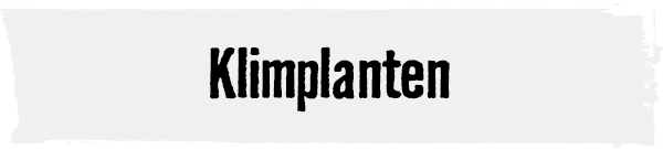 Klimplanten | HORNBACH