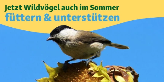 Wildvogelfutter