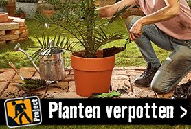 Planten verpotten | HORNBACH