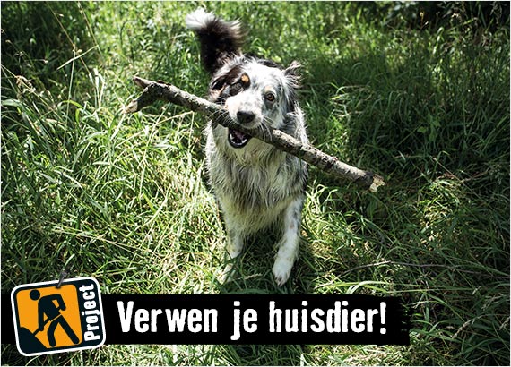 Huisdieren houden en verzorgen | HORNBACH