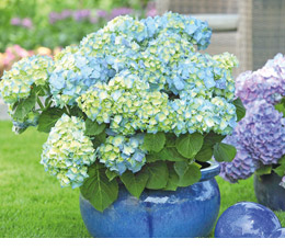 Garten-Hortensie - Bauern-Hortensie