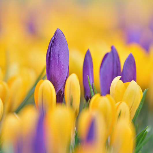 Shutterstock.com/Sebastian Janicki
