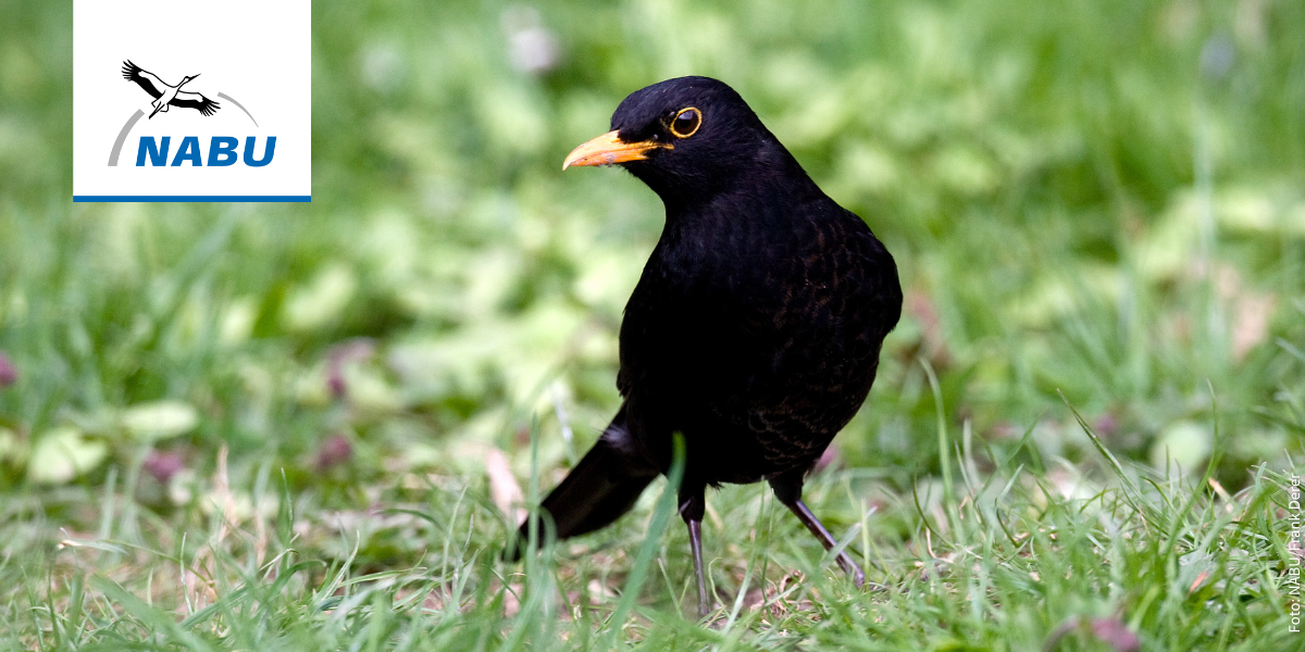 Amsel - Foto: Frank Derer