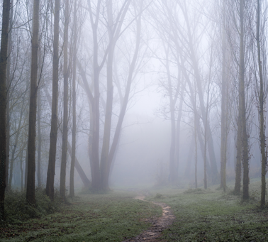 Winterwald mit Nebel