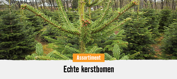 Echte kerstbomen | HORNBACH