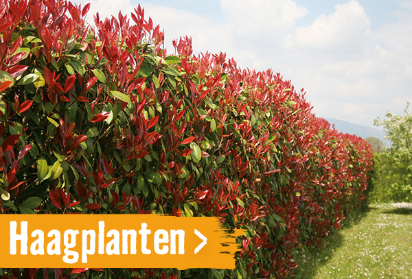 Haagplanten | HORNBACH