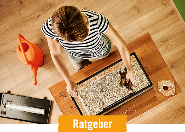 HORNBACH Ratgeber Aquarium einrichten