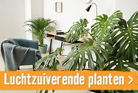 Luchtzuiverende planten | HORNBACH