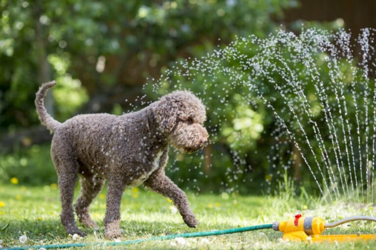 Verkoeling voor honden: 10 tips voor hete zomerdagen