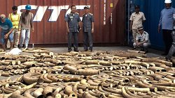 3,2 Tonnen Elefantenstoßzähne fanden Kambodschas Behörden in einem Container. © Ban Chork/AFP/Getty Images