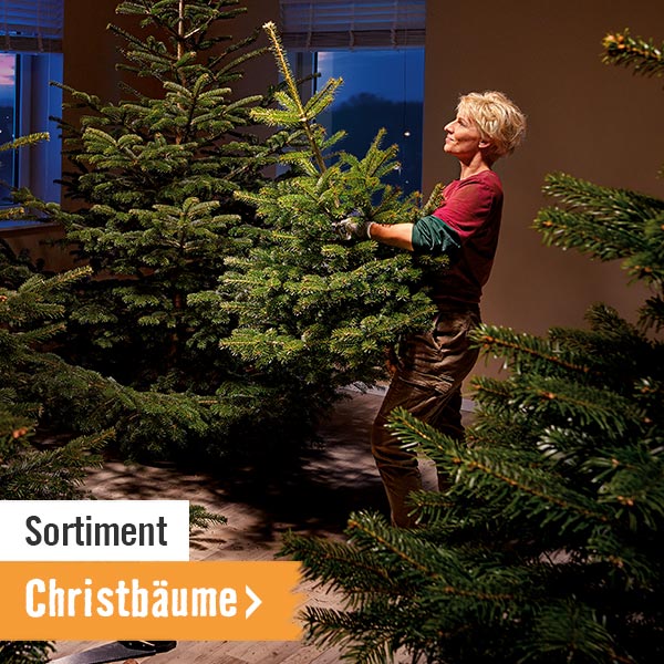 Christbäume im HORNBACH Onlineshop