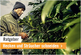 Hecken und Sträucher schneiden 