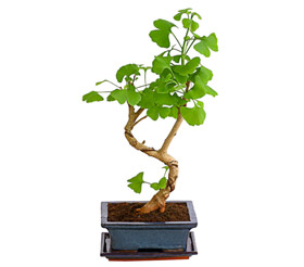 Outdoor-Bonsai - Ginkgobaum