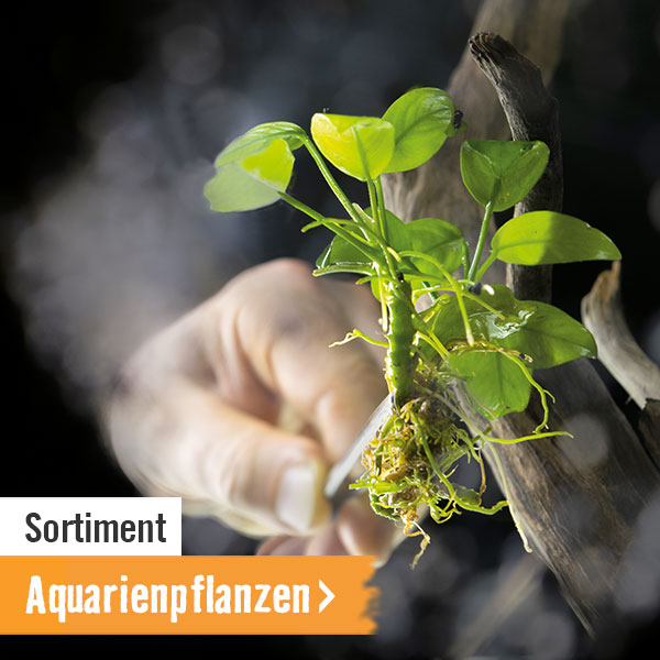 Aquariumpflanzen im HORNBACH Onlineshop