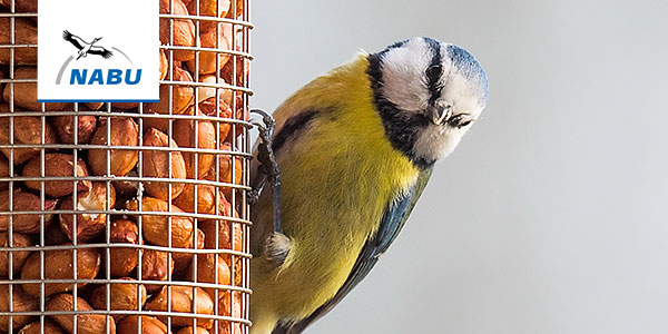 Blaumeise an Futterspender - Foto: Christoph Armbruster
