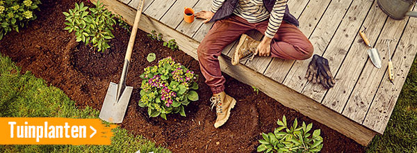 Tuinplanten | HORNBACH